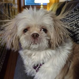 Meet your Posher, Patty